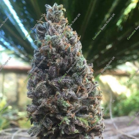 CBD Amnesia C.B.D. Feminized Marijuana Strain by CBD Seeds For Sale Online at Cannabis Seeds Outlet