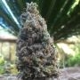 CBD Amnesia C.B.D. Feminized Marijuana Strain by CBD Seeds For Sale Online at Cannabis Seeds Outlet