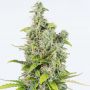 Amnesia C.B.D. Auto Female Cannabis Weed Seeds