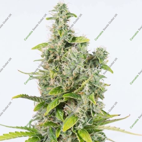 Amnesia C.B.D. Auto Feminized Marijuana Strain by CBD Seeds For Sale Online at Cannabis Seeds Outlet