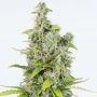 Amnesia C.B.D. Auto Feminized Marijuana Strain by CBD Seeds For Sale Online at Cannabis Seeds Outlet