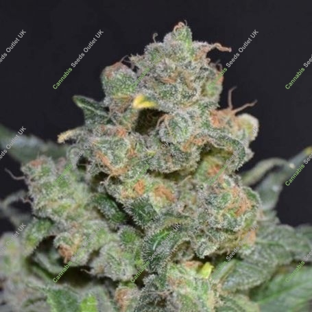 Cheese C.B.D. Feminized Marijuana Strain by CBD Seeds For Sale Online at Cannabis Seeds Outlet
