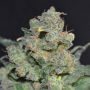 Cheese C.B.D. Feminized Marijuana Strain by CBD Seeds For Sale Online at Cannabis Seeds Outlet