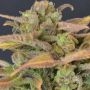 Critical C.B.D. Auto Feminized Marijuana Strain by CBD Seeds For Sale Online at Cannabis Seeds Outlet