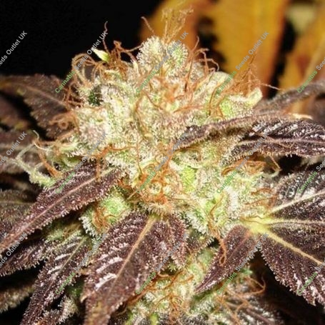 Diesel C.B.D. Auto Feminized Marijuana Strain by CBD Seeds For Sale Online at Cannabis Seeds Outlet