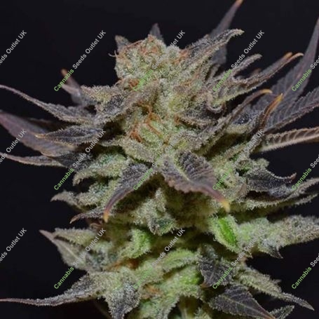 Lavender C.B.D. Auto Feminized Marijuana Strain by CBD Seeds For Sale Online at Cannabis Seeds Outlet