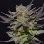 Lavender C.B.D. Auto Feminized Marijuana Strain by CBD Seeds For Sale Online at Cannabis Seeds Outlet