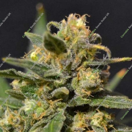 Northern C.B.D. Auto Feminized Marijuana Strain by CBD Seeds For Sale Online at Cannabis Seeds Outlet