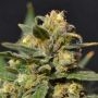 Northern C.B.D. Auto Feminized Marijuana Strain by CBD Seeds For Sale Online at Cannabis Seeds Outlet