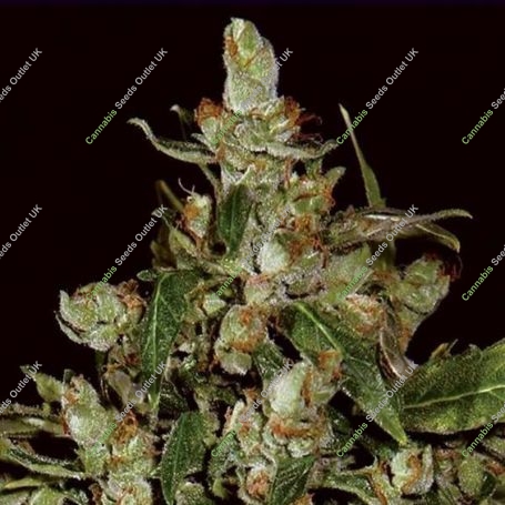 Widow C.B.D. Automatic Feminized Marijuana Strain by CBD Seeds For Sale Online at Cannabis Seeds Outlet