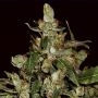 Widow C.B.D. Automatic Feminized Marijuana Strain by CBD Seeds For Sale Online at Cannabis Seeds Outlet