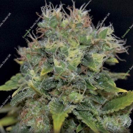 Yumbolt C.B.D. Automatic Feminized Marijuana Strain by CBD Seeds For Sale Online at Cannabis Seeds Outlet