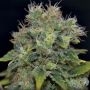 Yumbolt C.B.D. Automatic Feminized Marijuana Strain by CBD Seeds For Sale Online at Cannabis Seeds Outlet