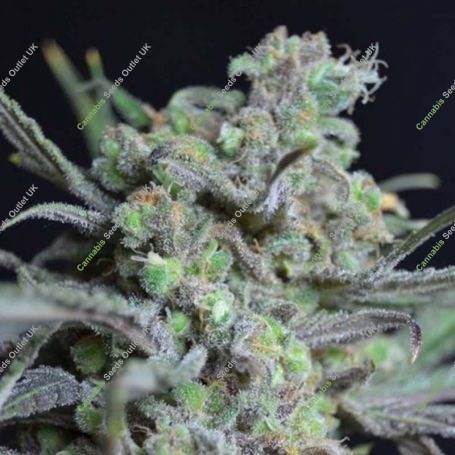 Critical C.B.D. Feminized Marijuana Strain by CBD Seeds For Sale Online at Cannabis Seeds Outlet