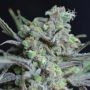 Critical C.B.D. Feminized Marijuana Strain by CBD Seeds For Sale Online at Cannabis Seeds Outlet