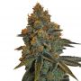 Diesel C.B.D. Female Cannabis Weed Seeds