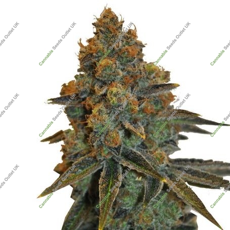 Diesel C.B.D. Feminized Marijuana Strain by CBD Seeds For Sale Online at Cannabis Seeds Outlet