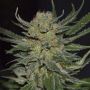 Domina C.B.D. Female Cannabis Weed Seeds
