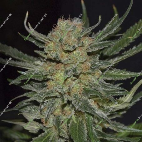 Domina C.B.D. Feminized Marijuana Strain by CBD Seeds For Sale Online at Cannabis Seeds Outlet