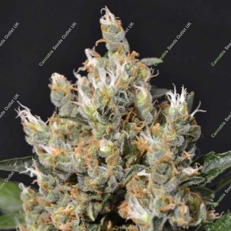 Kali C.B.D. Feminized Marijuana Strain by CBD Seeds For Sale Online at Cannabis Seeds Outlet