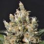 Kali C.B.D. Feminized Marijuana Strain by CBD Seeds For Sale Online at Cannabis Seeds Outlet