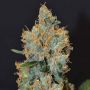 Lavender C.B.D. Female Cannabis Weed Seeds