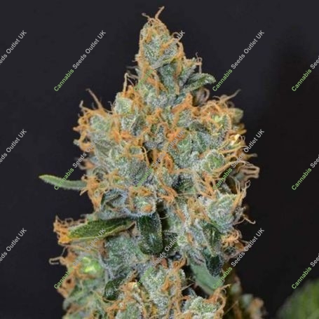 Lavender C.B.D. Feminized Marijuana Strain by CBD Seeds For Sale Online at Cannabis Seeds Outlet