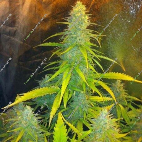 Mexican Haze C.B.D. Feminized Marijuana Strain by CBD Seeds For Sale Online at Cannabis Seeds Outlet