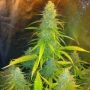 Mexican Haze C.B.D. Feminized Marijuana Strain by CBD Seeds For Sale Online at Cannabis Seeds Outlet