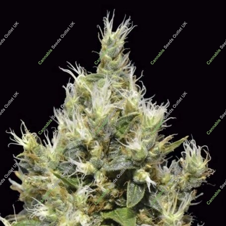 Northern C.B.D. Feminized Marijuana Strain by CBD Seeds For Sale Online at Cannabis Seeds Outlet