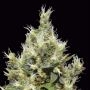 Northern C.B.D. Feminized Marijuana Strain by CBD Seeds For Sale Online at Cannabis Seeds Outlet