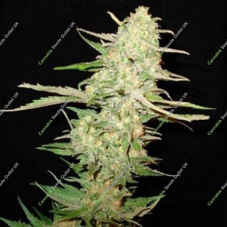 One To One C.B.D. Feminized Marijuana Strain by CBD Seeds For Sale Online at Cannabis Seeds Outlet