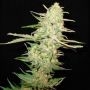 One To One C.B.D. Feminized Marijuana Strain by CBD Seeds For Sale Online at Cannabis Seeds Outlet