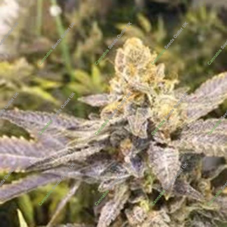 Orange Big Bud C.B.D. Feminized Marijuana Strain by CBD Seeds For Sale Online at Cannabis Seeds Outlet