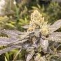 Orange Big Bud C.B.D. Feminized Marijuana Strain by CBD Seeds For Sale Online at Cannabis Seeds Outlet