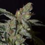 Shark C.B.D. Female Cannabis Weed Seeds
