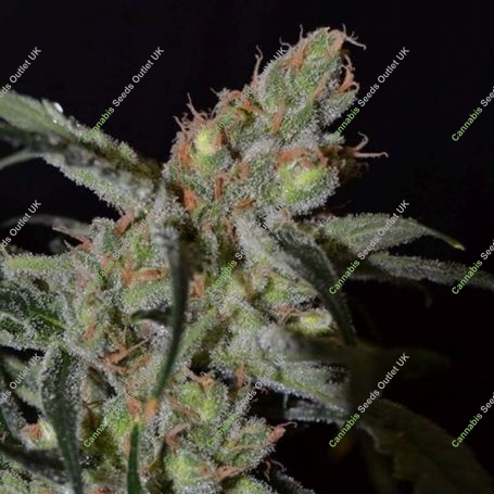 Shark C.B.D. Feminized Marijuana Strain by CBD Seeds For Sale Online at Cannabis Seeds Outlet