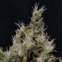 Vanilla Haze C.B.D. Female Cannabis Weed Seeds