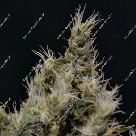 Vanilla Haze C.B.D. Feminized Marijuana Strain by CBD Seeds For Sale Online at Cannabis Seeds Outlet
