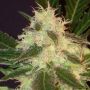 Widow C.B.D. Female Cannabis Weed Seeds