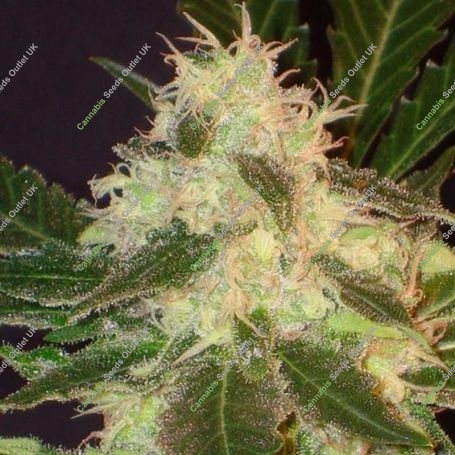Widow C.B.D. Feminized Marijuana Strain by CBD Seeds For Sale Online at Cannabis Seeds Outlet
