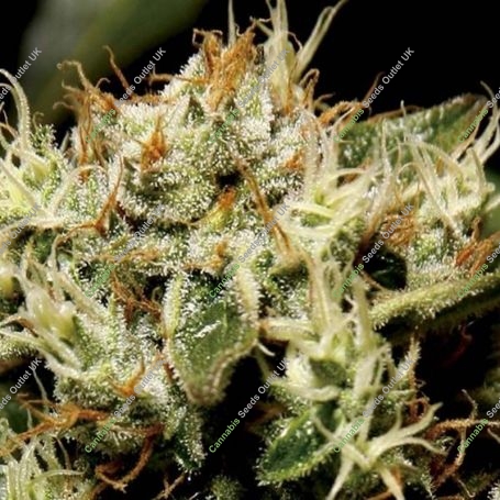 Yumbolt C.B.D. Feminized Marijuana Strain by CBD Seeds For Sale Online at Cannabis Seeds Outlet