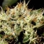 Yumbolt C.B.D. Feminized Marijuana Strain by CBD Seeds For Sale Online at Cannabis Seeds Outlet