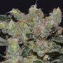 Zen C.B.D. Female Cannabis Weed Seeds