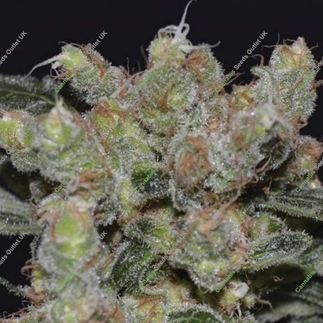 Zen C.B.D. Feminized Marijuana Strain by CBD Seeds For Sale Online at Cannabis Seeds Outlet