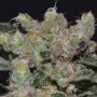 Zen C.B.D. Feminized Marijuana Strain by CBD Seeds For Sale Online at Cannabis Seeds Outlet