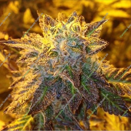 Bruce Banner Feminized Marijuana Strain by Concrete Jungle For Sale Online at Cannabis Seeds Outlet