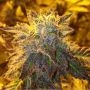 Bruce Banner Feminized Marijuana Strain by Concrete Jungle For Sale Online at Cannabis Seeds Outlet