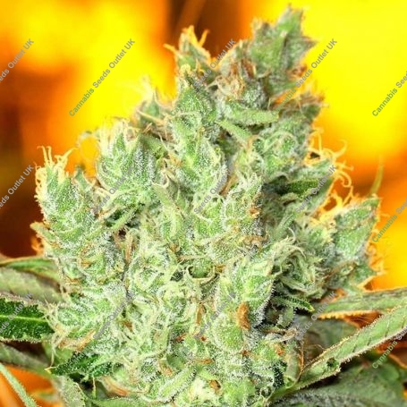 Concrete Banana Feminized Marijuana Strain by Concrete Jungle For Sale Online at Cannabis Seeds Outlet