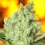 Concrete Banana Feminized Marijuana Strain by Concrete Jungle For Sale Online at Cannabis Seeds Outlet